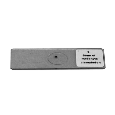 11 Prepared Microscope Slides Specimen Set, Plant Animal Human Anatomy Cells