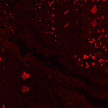 40X-1000X Fluorescence Microscope, Trinocular, Halogen Light